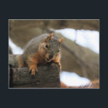 Postal Pfft<br><div class="desc">ardilla</div>