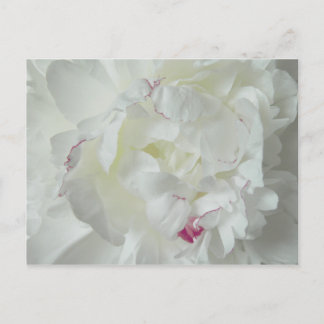 Postal Pfingsten Rosa