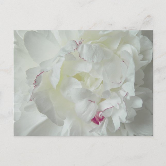 Postal Pfingsten Rosa (Anverso)