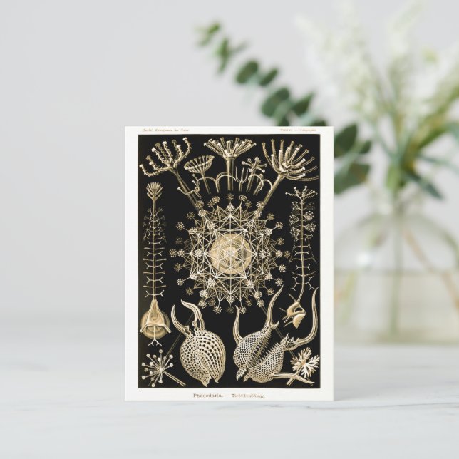 Postal Phaeodaria | 61 Oro | Ernst Haeckel | (Anverso de pie)