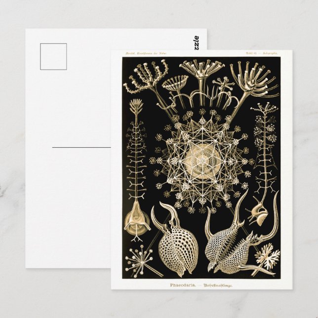 Postal Phaeodaria | 61 Oro | Ernst Haeckel | (Anverso / Reverso)