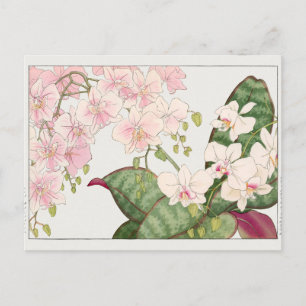 Postal Phalaenopsis por Tanigami Konan
