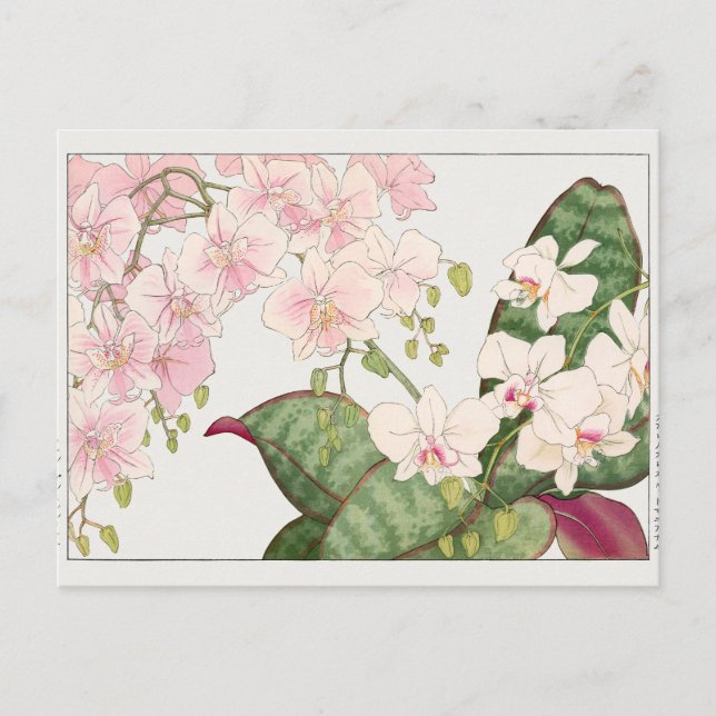 Postal Phalaenopsis por Tanigami Konan (Anverso)