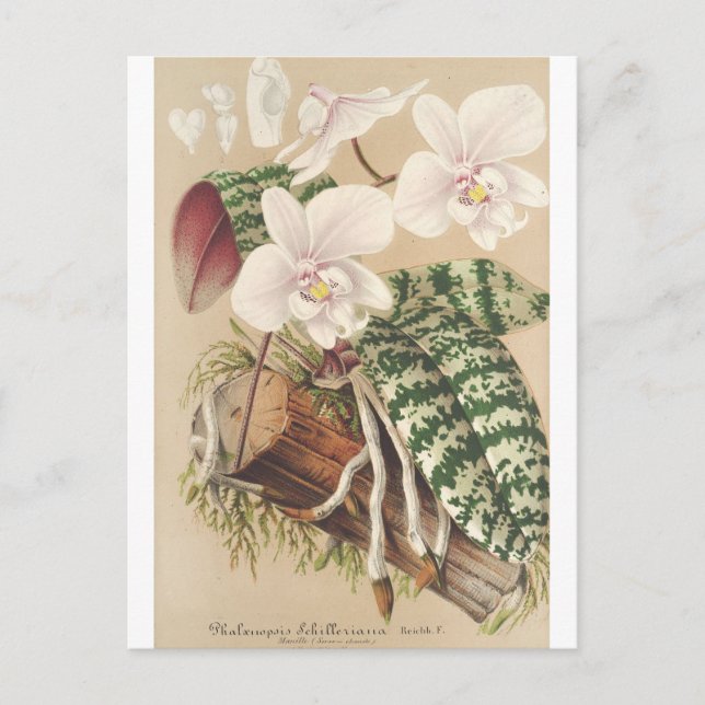 Postal Phalaenopsis Schilleriana, Charles Antoine Lemaire (Anverso)