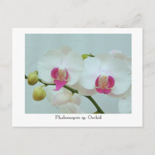 Postal Phalaenopsis sp. Orquídea