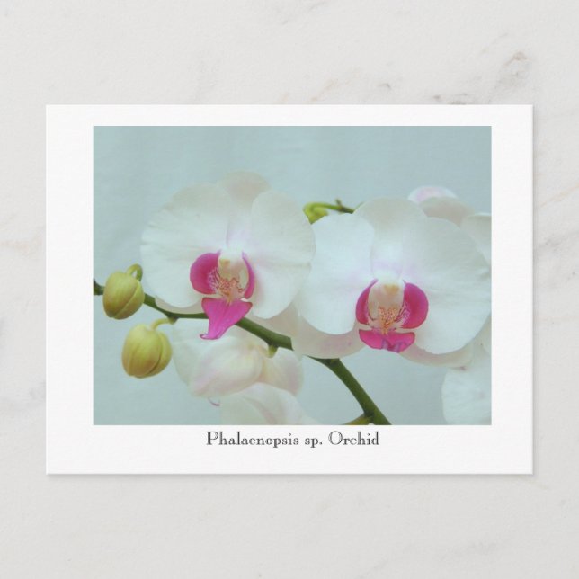 Postal Phalaenopsis sp. Orquídea (Anverso)