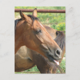 Postal ¡¡¡¡Phbttttttttttt!!!!