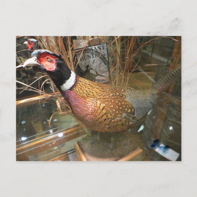 Postal Pheasant (Anverso)