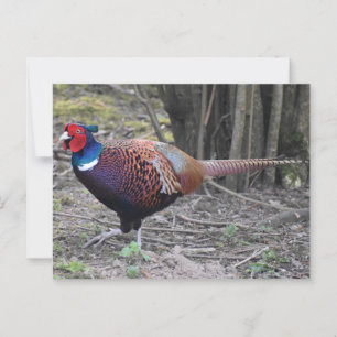 Postal Pheasant