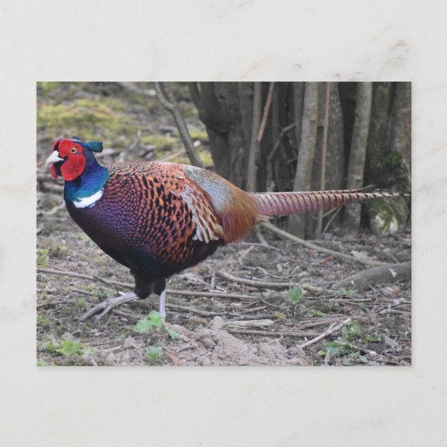 Postal Pheasant (Anverso)