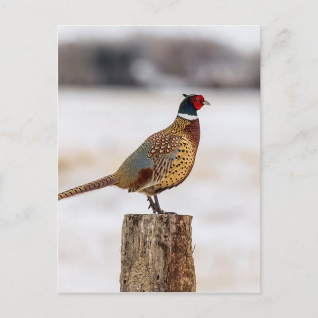 Postal Pheasant (Anverso)