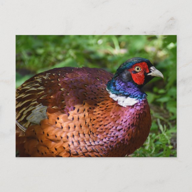 Postal Pheasant (Anverso)