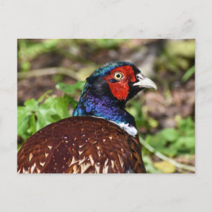 Postal Pheasant