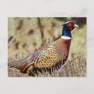 Postal Pheasant