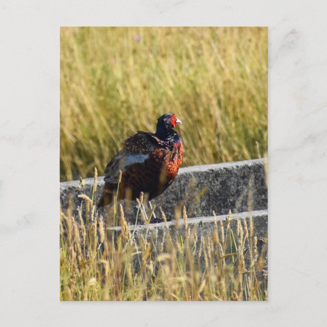 Postal Pheasant (Anverso)