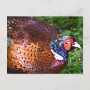 Postal Pheasant