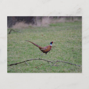 Postal Pheasant