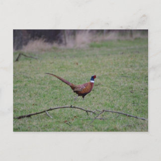 Postal Pheasant