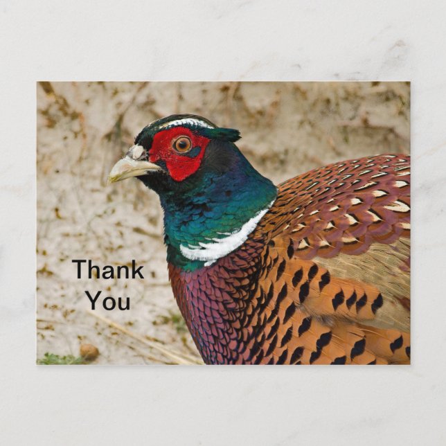 Postal Pheasant 3 Gracias Postcard (Anverso)