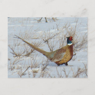 Postal Pheasant B22 de collar en nieve