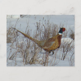 Postal Pheasant B23 de cuello alto en nieve