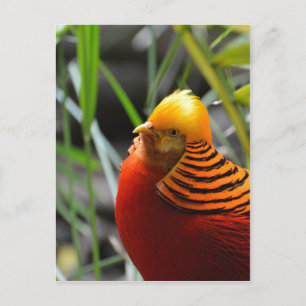 Postal Pheasant Bird