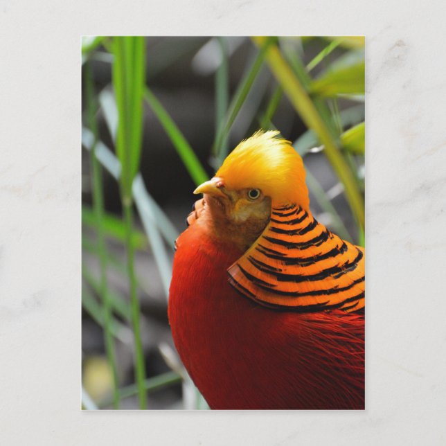 Postal Pheasant Bird (Anverso)