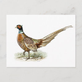 Postal Pheasant de cuello alto por los hermanos von Wrigh