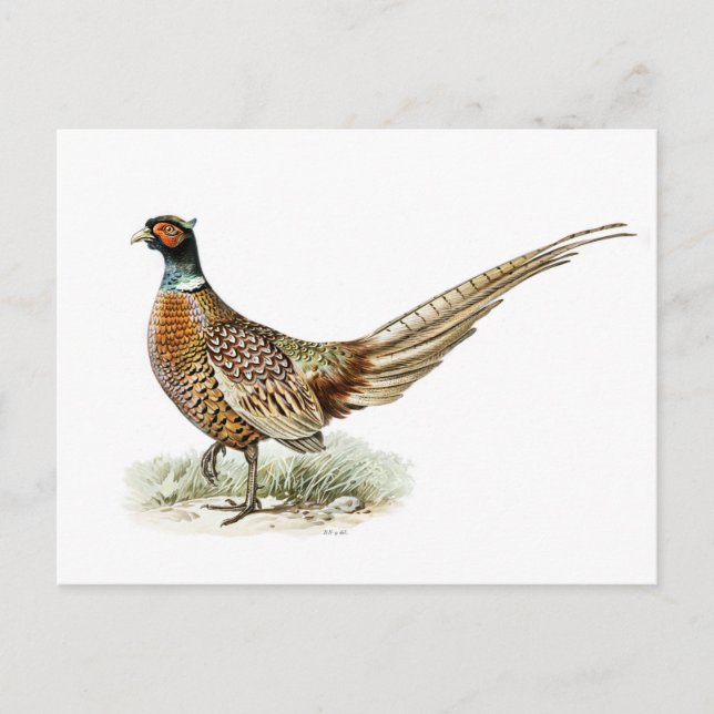 Postal Pheasant de cuello alto por los hermanos von Wrigh (Anverso)