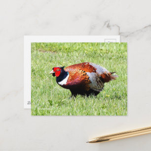Postal Pheasant de cuello anaranjado en la hierba