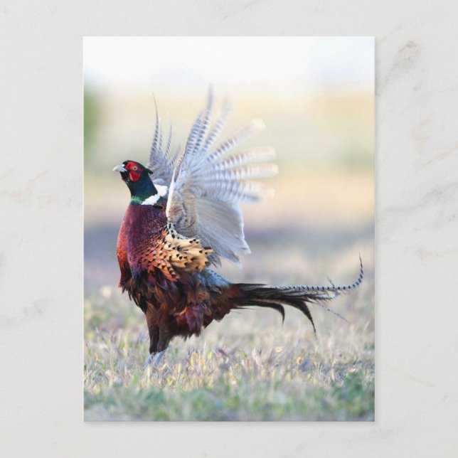 Postal Pheasant De Cuello Anillo (Anverso)