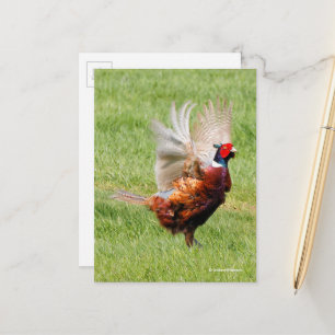 Postal Pheasant de cuello de anillo fluido en hierba
