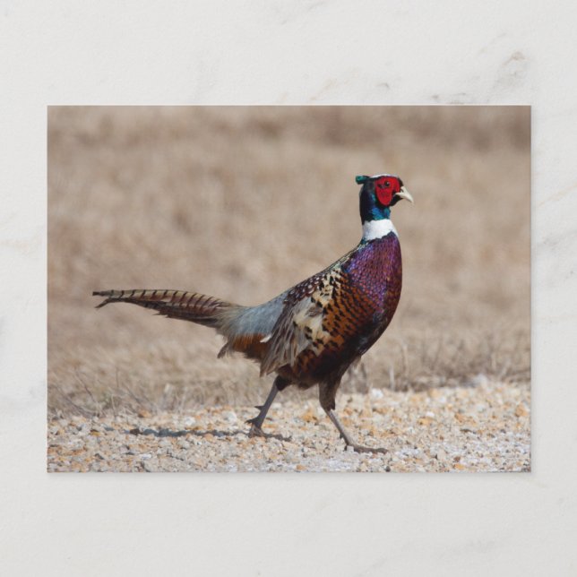 Postal Pheasant De Cuello Rojo (Anverso)