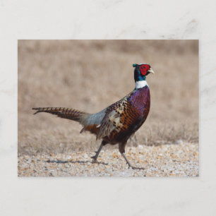 Postal Pheasant De Cuello Rojo