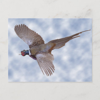 Postal Pheasant En Flight