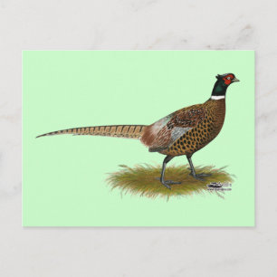 Postal Pheasant Rooster