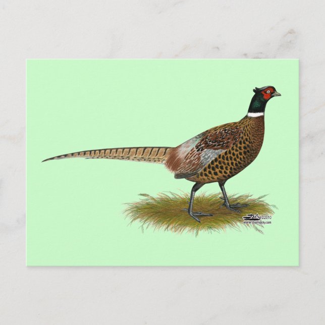 Postal Pheasant Rooster (Anverso)