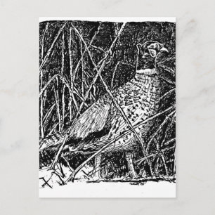 Postal Pheasant (Rooster)