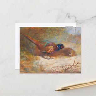 Postal Pheasantes de cuello de oreja, naturaleza de la vi