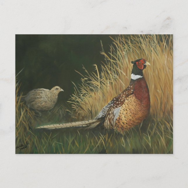 Postal Pheasants in Field Art Postcard (Anverso)