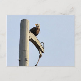 Postal Philadelphia Bald Eagle