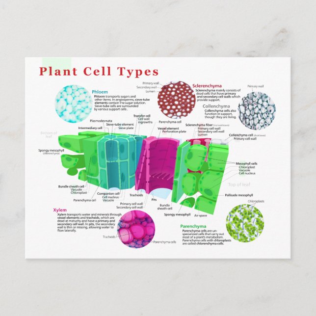 Postal Phloem Xylem Sclerenchyma Collenchyma Leaf (Anverso)