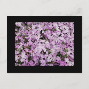 Postal Phlox