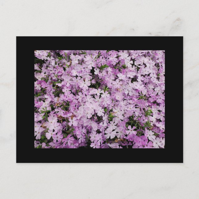 Postal Phlox (Anverso)