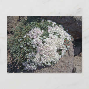 Postal Phlox diffusa
