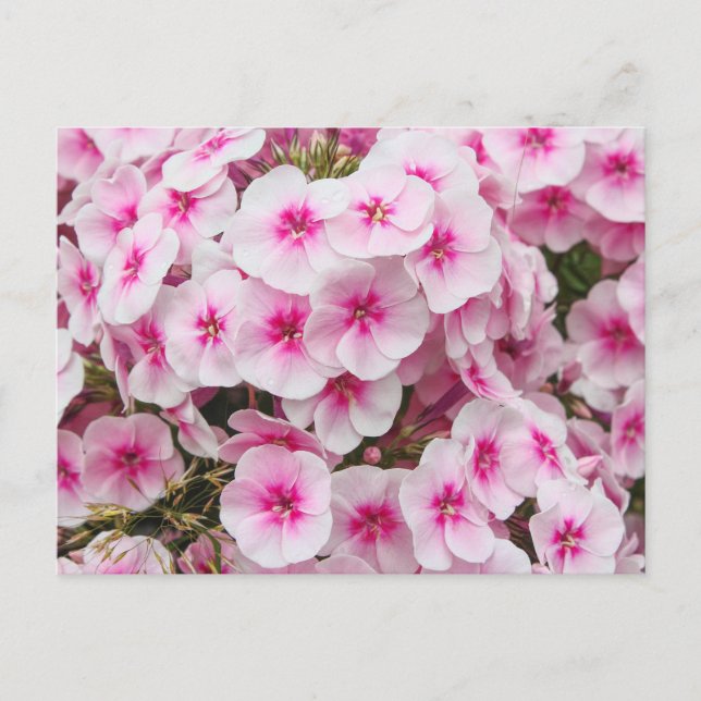 Postal Phlox. Jardines Friarios, Cardiff, Gales. (Anverso)