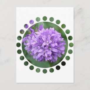 Postal Phlox Púrpura