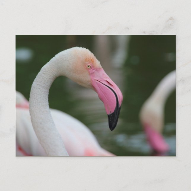 Postal Phoenicopterus roseus (Anverso)