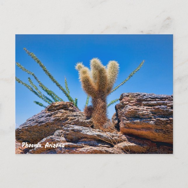 Postal Phoenix Arizona, Young Teddy Bear Cholla Cactus, (Anverso)