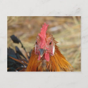 Postal Phoenix deja la cámara abajo